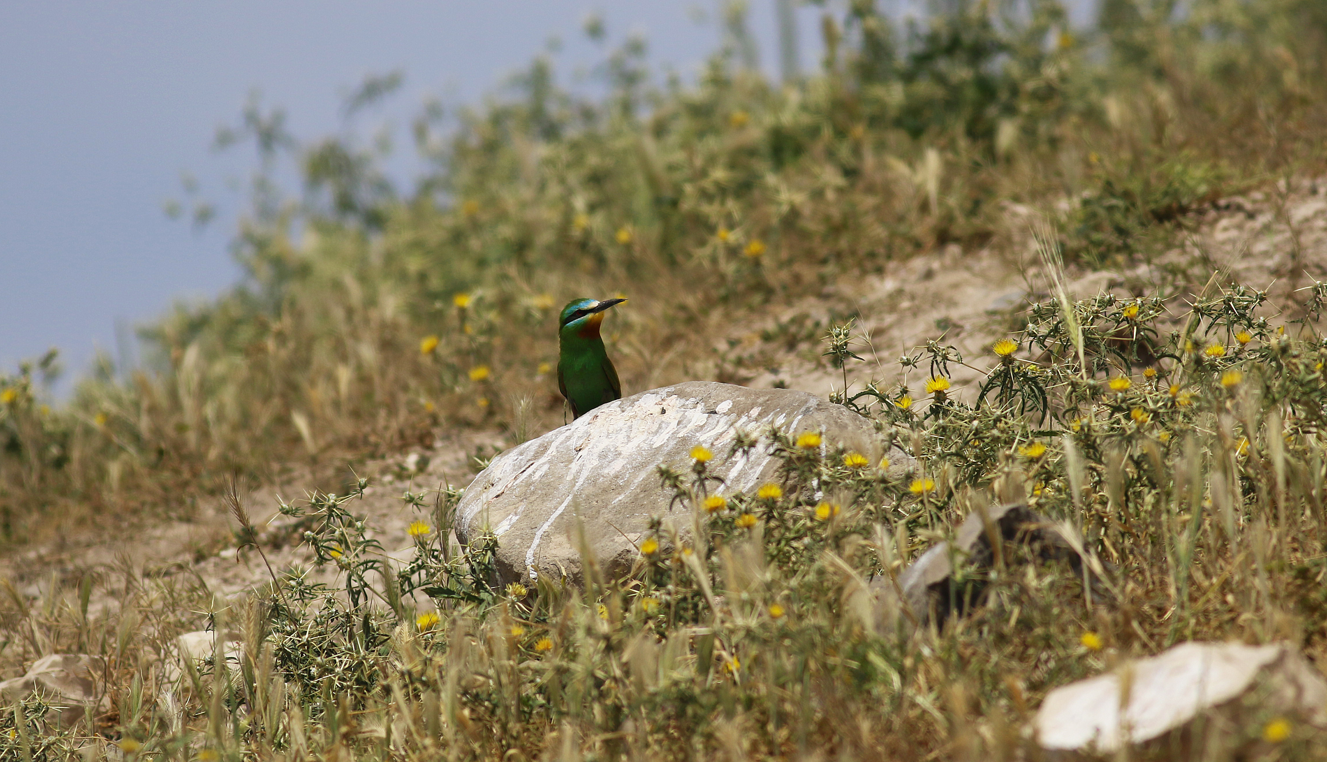 Blue-cheeked Bee-eater